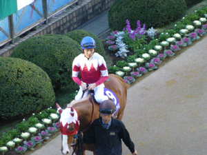 2013/12/15・5回中山6日目　in中山競馬場